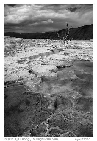 Travertine terraces and dead trees, Mammoth Hot Springs, afternoon. Yellowstone National Park (black and white)