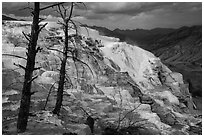 Canary Springs, afternoon. Yellowstone National Park ( black and white)