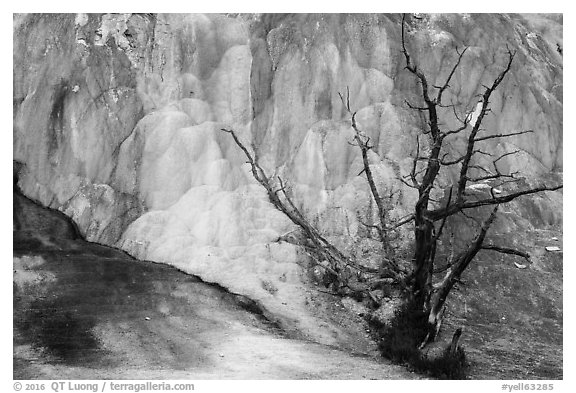 Dead tree, Orange Spring Mound, Mammoth Hot Springs. Yellowstone National Park (black and white)