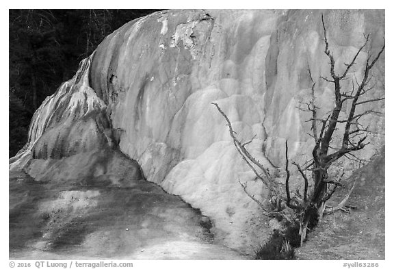 Orange Spring Mound with tree skeleton, Mammoth Hot Springs. Yellowstone National Park (black and white)