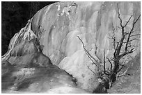 Orange Spring Mound with tree skeleton, Mammoth Hot Springs. Yellowstone National Park ( black and white)