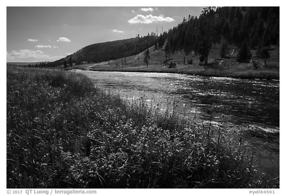 Summer Wildflowers and Firehole River. Yellowstone National Park (black and white)