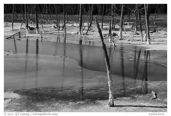 Dead trees, Black Sand Basin. Yellowstone National Park (black and white)