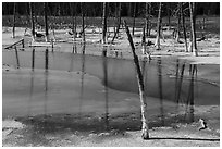 Dead trees, Black Sand Basin. Yellowstone National Park ( black and white)