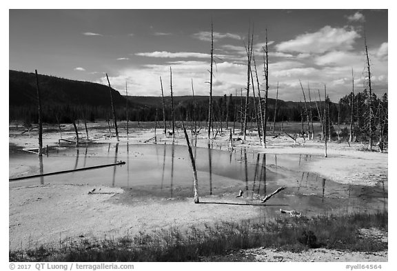Black Sand Basin with trees killed by hot springs. Yellowstone National Park (black and white)