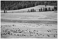 Buffalo herd in Lamar Valley, dawn. Yellowstone National Park ( black and white)