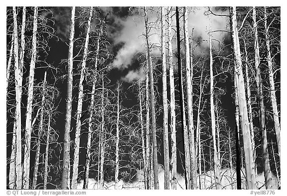 Bright trees in burned forest and clouds. Yellowstone National Park, Wyoming, USA.