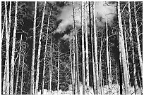 Bright trees in burned forest and clouds. Yellowstone National Park, Wyoming, USA. (black and white)