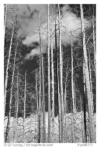 Burned forest and clouds. Yellowstone National Park, Wyoming, USA.