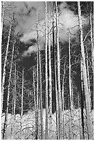 Burned forest and clouds. Yellowstone National Park, Wyoming, USA. (black and white)