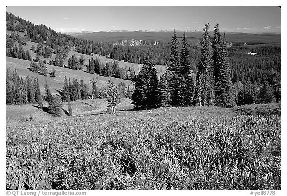 Lupines at Dunraven Pass, Grand Canyon of the Yellowstone in the background. Yellowstone National Park, Wyoming, USA.