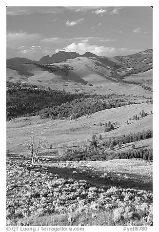 Hills from Specimen ridge, late afternoon. Yellowstone National Park (black and white)
