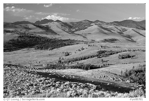 Bushes and rolling Hills in summer, Specimen ridge. Yellowstone National Park, Wyoming, USA.