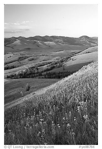 Grasses and flowers on Specimen ridge, sunset. Yellowstone National Park, Wyoming, USA.