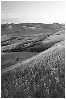 Grasses and flowers on Specimen ridge, sunset. Yellowstone National Park, Wyoming, USA. (black and white)