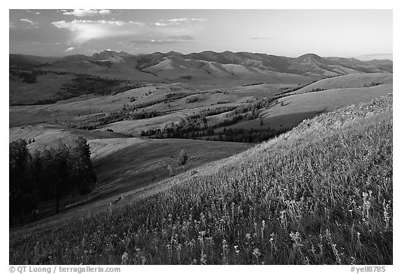 Grasses and flowers on Specimen ridge, sunset. Yellowstone National Park, Wyoming, USA.