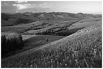 Grasses and flowers on Specimen ridge, sunset. Yellowstone National Park, Wyoming, USA. (black and white)