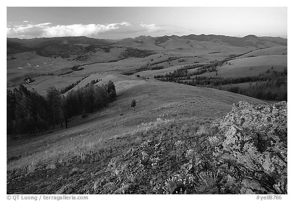 Rocks and flowers on Specimen ridge, sunset. Yellowstone National Park (black and white)