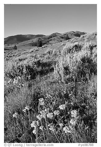 Flowers and Mt Washburn, sunrise. Yellowstone National Park (black and white)