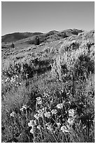 Flowers and Mt Washburn, sunrise. Yellowstone National Park ( black and white)