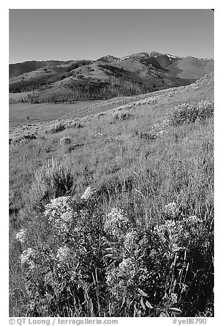 Yellow flowers on slope below Mt Washburn, early morning. Yellowstone National Park, Wyoming, USA.