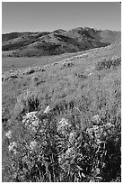 Yellow flowers on slope below Mt Washburn, early morning. Yellowstone National Park, Wyoming, USA. (black and white)