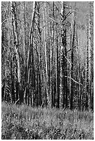 Lupine at the base of burned forest. Yellowstone National Park, Wyoming, USA. (black and white)