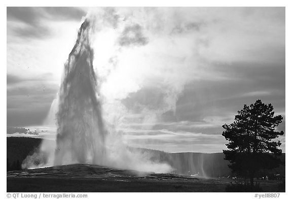 Old Faithful Geyser erupting, backlit by late afternoon sun. Yellowstone National Park, Wyoming, USA.