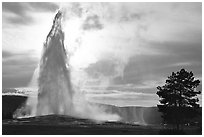 Old Faithful Geyser erupting, backlit by late afternoon sun. Yellowstone National Park, Wyoming, USA. (black and white)