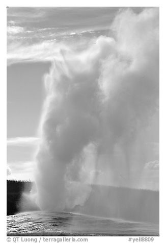Old Faithful Geyser erupting, afternoon. Yellowstone National Park (black and white)