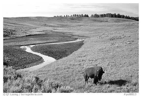 Bison and creek, Hayden Valley. Yellowstone National Park (black and white)