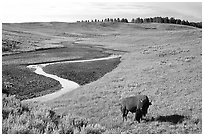Bison and creek, Hayden Valley. Yellowstone National Park, Wyoming, USA. (black and white)