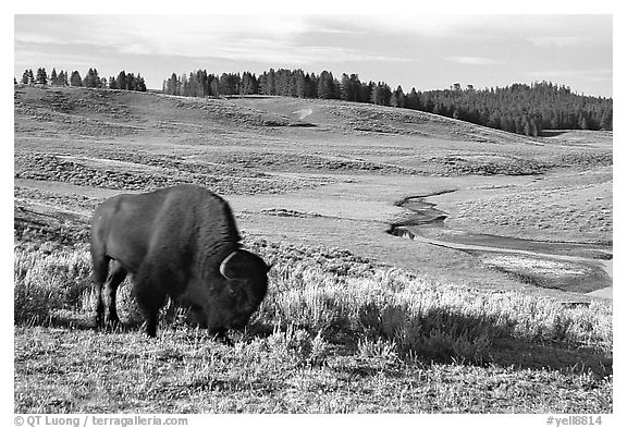 Buffalo, Hayden Valley. Yellowstone National Park (black and white)
