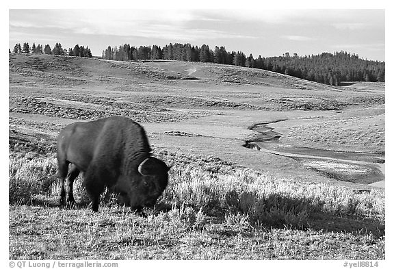 Buffalo, Hayden Valley. Yellowstone National Park, Wyoming, USA.