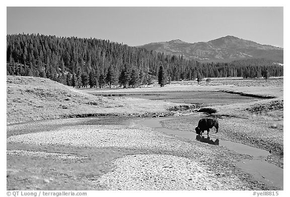 Buffalo in creek, Hayden Valley. Yellowstone National Park, Wyoming, USA.