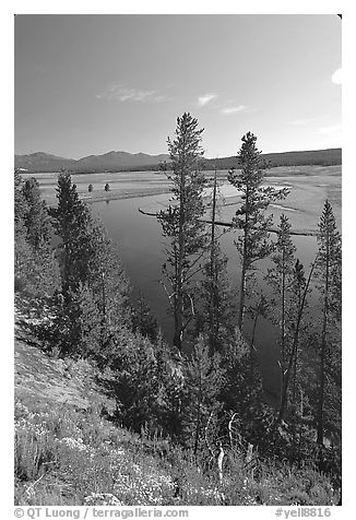Trees and bend of the Yellowstone River, Hayden Valley. Yellowstone National Park (black and white)