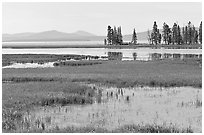 Grasses and Yellowstone Lake near Stemboat Point, morning. Yellowstone National Park, Wyoming, USA. (black and white)