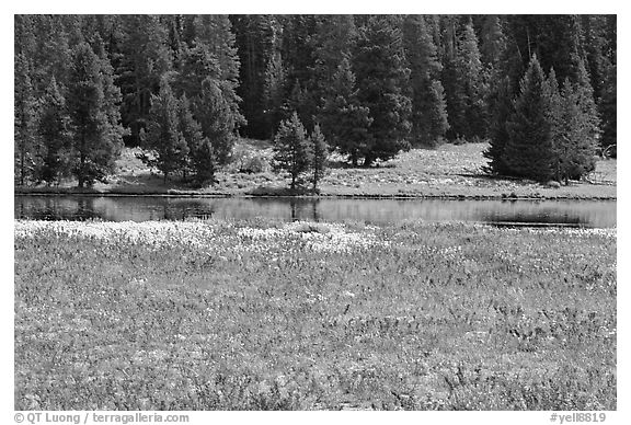 Purple flowers and pine trees. Yellowstone National Park, Wyoming, USA.