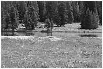 Purple flowers and pine trees. Yellowstone National Park, Wyoming, USA. (black and white)