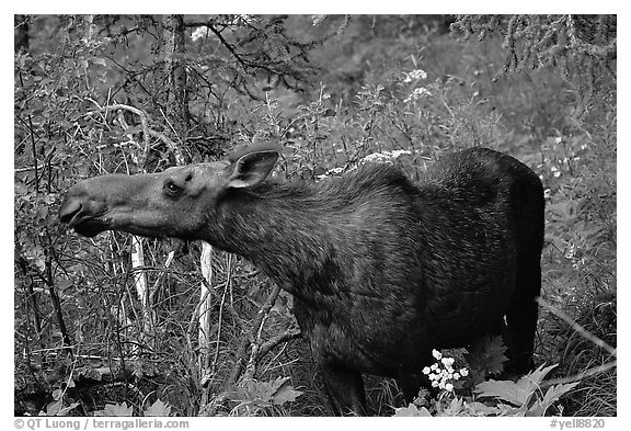 Cow moose reaching for plant. Yellowstone National Park, Wyoming, USA.