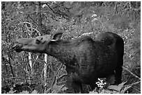 Cow moose reaching for plant. Yellowstone National Park ( black and white)