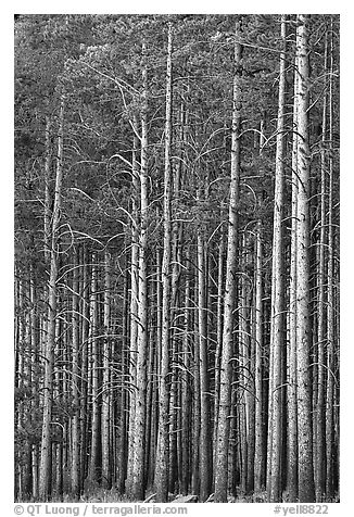 Dense Lodgepole pine forest, dusk. Yellowstone National Park, Wyoming, USA.