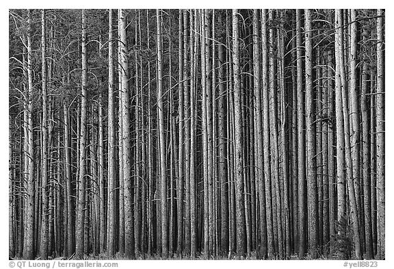 Densely clustered lodgepine tree trunks, dusk. Yellowstone National Park (black and white)