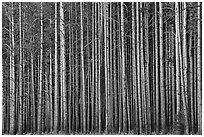 Densely clustered lodgepine tree trunks, dusk. Yellowstone National Park ( black and white)