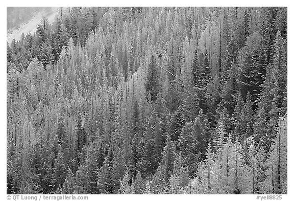 Frosted trees. Yellowstone National Park, Wyoming, USA.