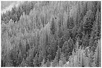 Frosted trees. Yellowstone National Park, Wyoming, USA. (black and white)