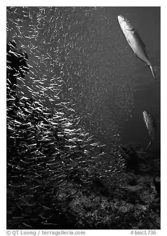 Large school of tiny baitfish chased by larger fish. Biscayne National Park, Florida, USA.