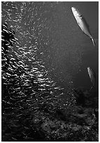 Large school of tiny baitfish chased by larger fish. Biscayne National Park, Florida, USA. (black and white)
