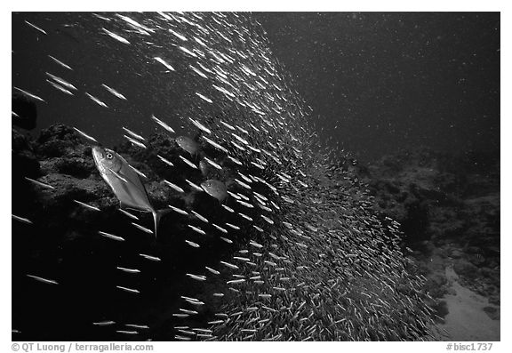 School of baitfish escaping predators. Biscayne National Park (black and white)