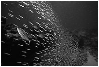 School of baitfish escaping predators. Biscayne National Park, Florida, USA. (black and white)